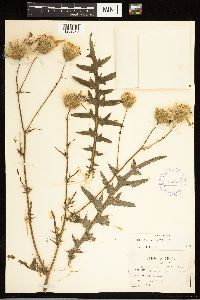 thumbnail image of current specimen