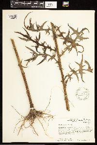 Cirsium nuttallii image