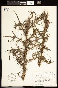 Cirsium nuttallii image