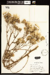 Cirsium nuttallii image