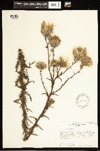 Cirsium nuttallii image