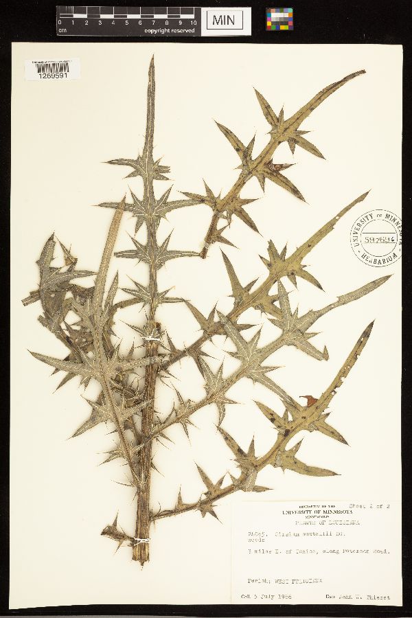 Cirsium nuttallii image