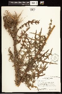 thumbnail image of current specimen
