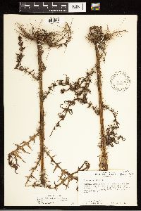 Cirsium nuttallii image