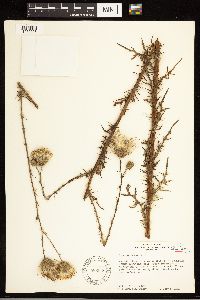 Cirsium nuttallii image