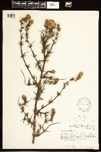 Cirsium nuttallii image