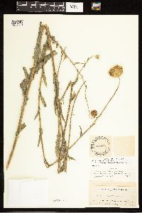 thumbnail image of current specimen