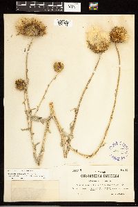 thumbnail image of current specimen