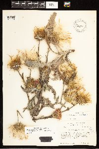 thumbnail image of current specimen