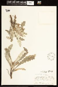 thumbnail image of current specimen