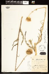 thumbnail image of current specimen