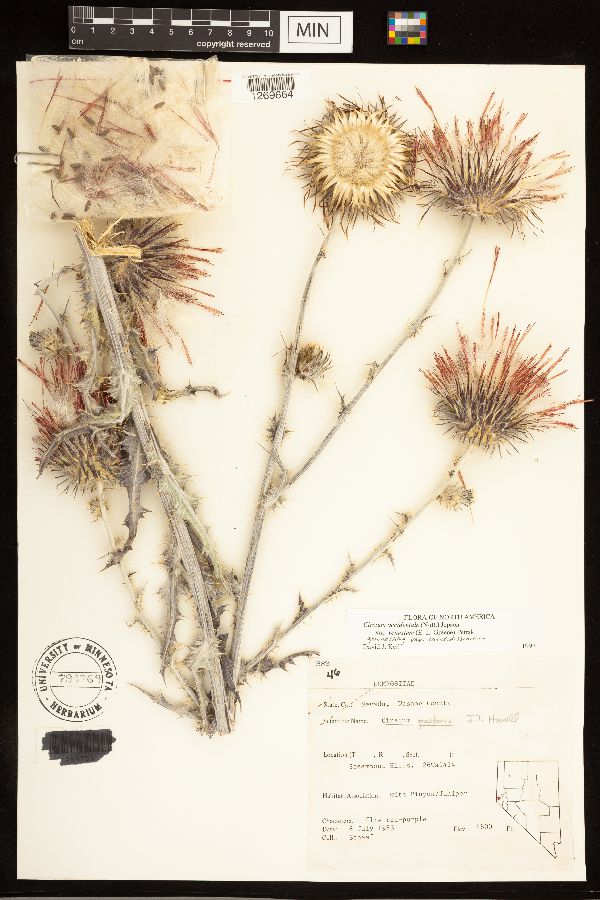 Cirsium occidentale var. venustum image