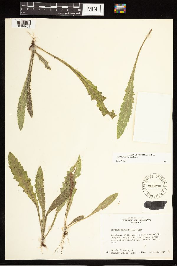 Cirsium palustre image