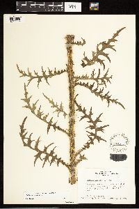 Cirsium palustre image