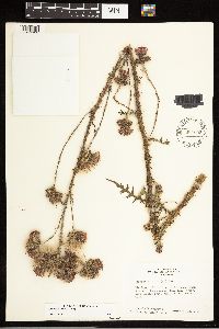 Cirsium palustre image