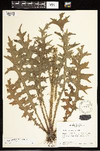 Cirsium palustre image