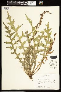 Cirsium palustre image