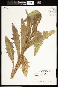 Cirsium parryi image