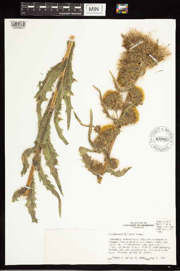 Cirsium parryi image