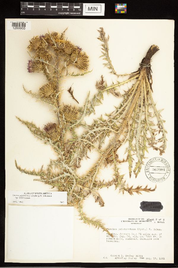 Cirsium pulcherrimum var. pulcherrimum image