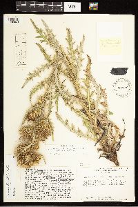 Cirsium pulcherrimum var. pulcherrimum image