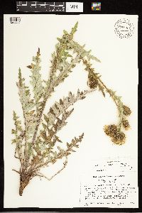 Cirsium pulcherrimum var. pulcherrimum image