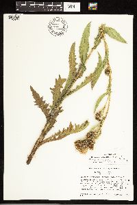 Cirsium pulcherrimum var. pulcherrimum image