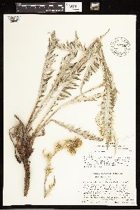 Cirsium pulcherrimum var. pulcherrimum image