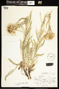 Cirsium pulcherrimum var. pulcherrimum image