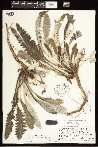 Cirsium pulcherrimum var. pulcherrimum image