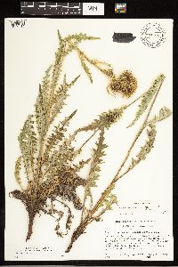 Cirsium pulcherrimum var. pulcherrimum image
