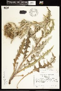 Cirsium pulcherrimum var. pulcherrimum image