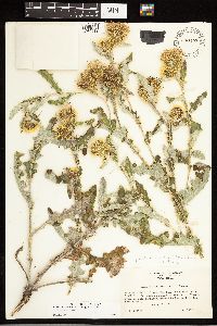 Cirsium pulcherrimum var. pulcherrimum image