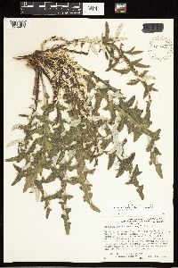 Cirsium pulcherrimum var. pulcherrimum image