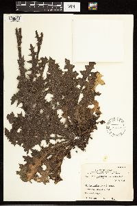 Cirsium pumilum image
