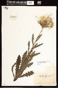Cirsium pumilum image