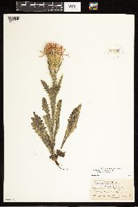 Cirsium pumilum image