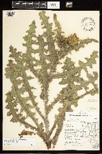 Cirsium pumilum image