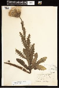 Cirsium pumilum image