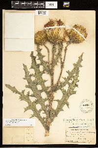 Cirsium pumilum image