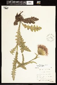 Cirsium pumilum image