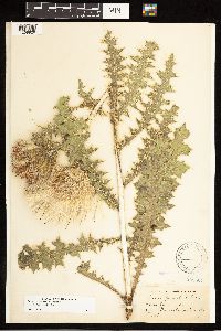 Cirsium pumilum image