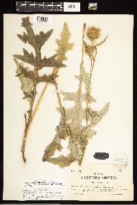 thumbnail image of current specimen