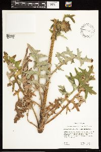 thumbnail image of current specimen