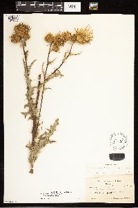 Cirsium remotifolium var. odontolepis image