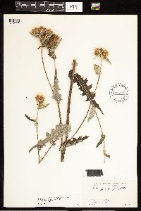thumbnail image of current specimen