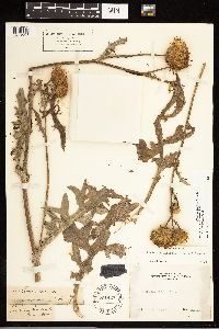 Cirsium remotifolium var. odontolepis image