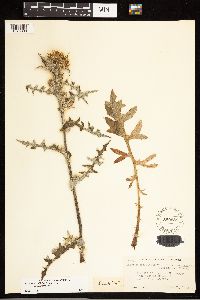 Cirsium remotifolium var. odontolepis image