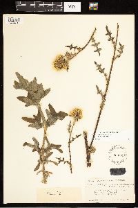 Cirsium remotifolium var. odontolepis image