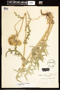 Cirsium remotifolium var. odontolepis image